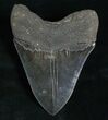 Sharply Serrated Megalodon Tooth #5193-2